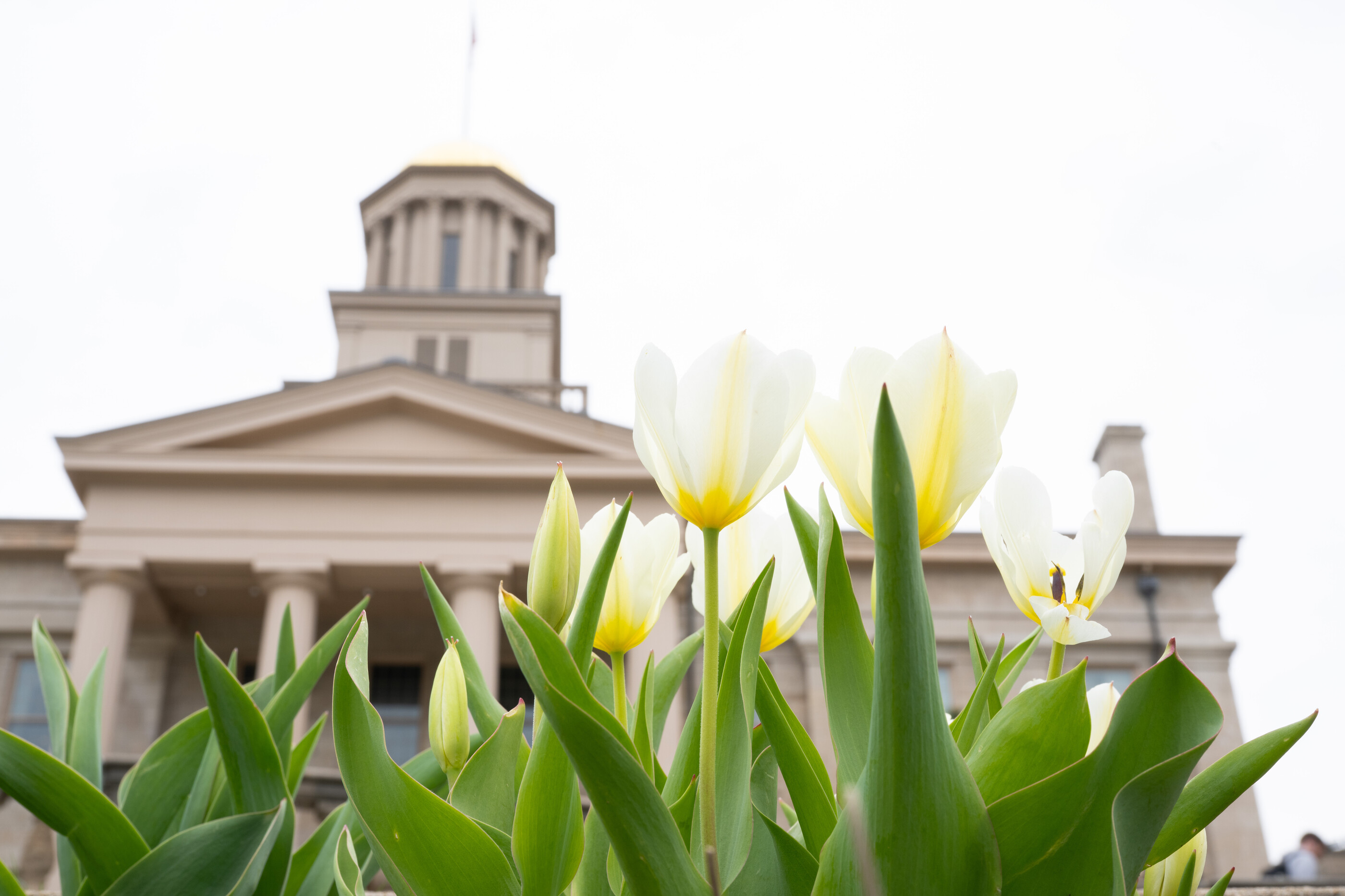 Spring flowers in front of the Old Capitol Building