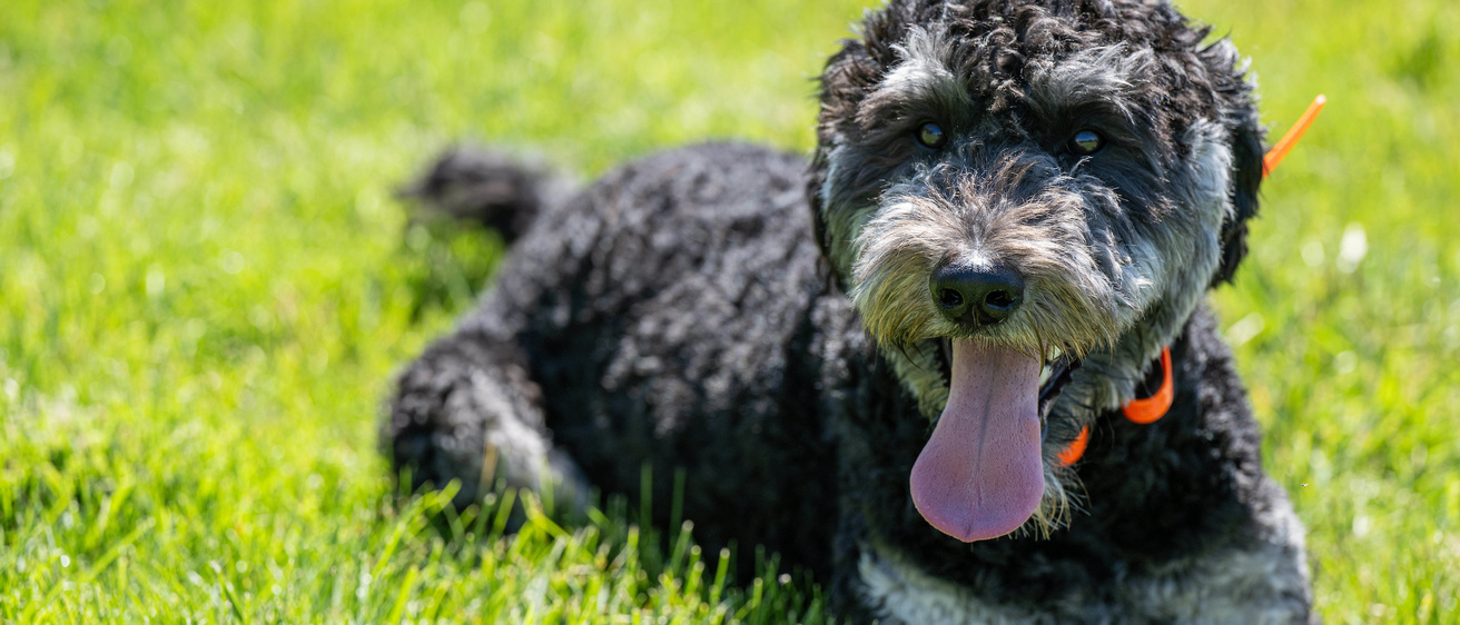 Finn the therapy dog